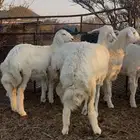 رخال وطليان