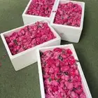 عرض اليوم الوطني