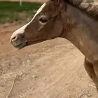 مهره