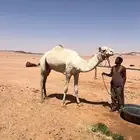 قلايص وركبيات