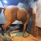مهر شعبيه