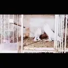زوج نفاخ ابو مريان top
