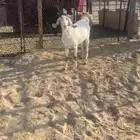 عنز بكر مقرب تلد