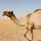 للبيع ناقة ضريبة بكر