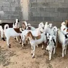 تيوس وجفار