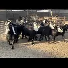 معزا عوارض فاخره .