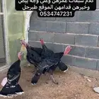 دجاج رومي