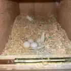 للبيع كروان
