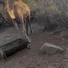 ناقه حايل سمين للبيع