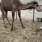 بكرة