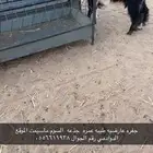 تيس وجفرتين تم البيع