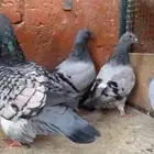 اجواز وفرايد حمام