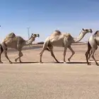 ابل تمم البيع