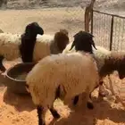 بهم نعيم هرفي