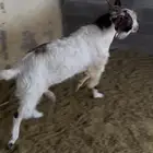 فحل بيشي للبيع