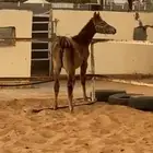 مهره شعبيه فاخره