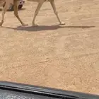 للبيع الخفوت المنتج ساسه عليانيه