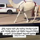 عشرا وضحا رمانيه ثنيه ضريبه جاهزه