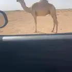 قعود طيب للبيع