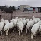 رخال ذبائح حرية