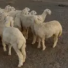 للبيع رخال مقنوي