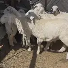 طليان شحم وطرف