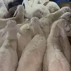 نعيم وحريات وتيوس مناسبات وثلاجه كفو وحلال نظيف