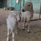 نعجه مسوي عليها خروف ورخل