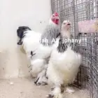 طقم براهما كولمبي