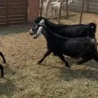 11عوارض طيبات جروم ودفيع ع560 ريال