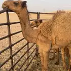 شعلا مفروده