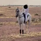 حصان شعبي