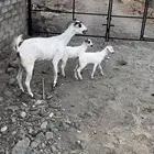 عنز بيشيه