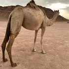 بكره