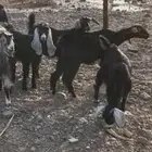 جفار مفاطيم اعمار 3-4 شهور