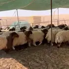 سوق الجربوع الاغنام غرب الرياض