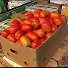 طماطم بني مالك