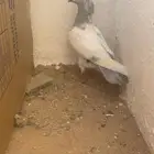حمام للبيع