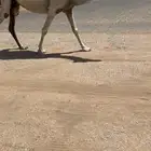 ناقة لقحة