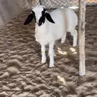 للبيع خروف سمين ونضيف