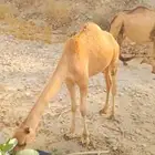 قعود البيع