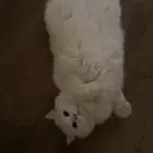 قط انقورا تركي للتبني