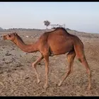 بكره طيبه حمرا ساحليه