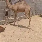 بكره عمرها 7 شهور