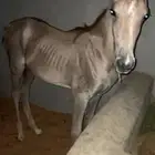 مهر شعبي للبيع هادي ومتعلم مقاود ومصلب
