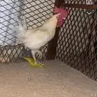 ديك كفووو للبيع على أسوم