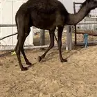 حشو قعدان 2 مفاريد م سيمت الموقع الدوادمي