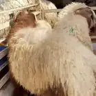 ضحايا نعيم جبره كناور