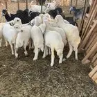بهم ضان للبيع