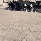 غنم نجد صنف مواليد